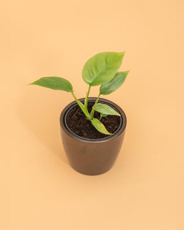Philodendron minima | 10-20cm
