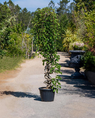 Morus platanifolia (Bonsai espiral)