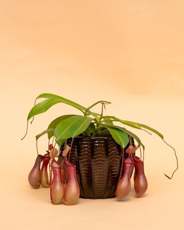 Nepenthes alata 'Monkey Jars'