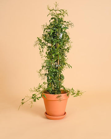 Jasminum polyanthum | 55-60cm