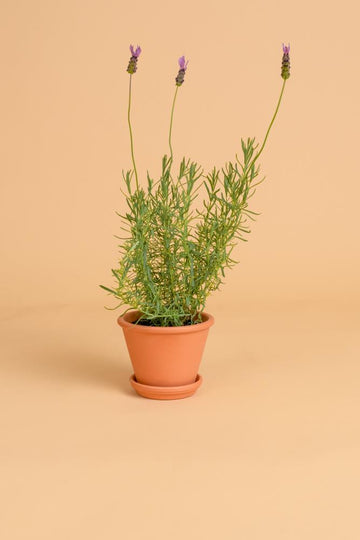 Lavandula Stoechas | 50 - 60cm