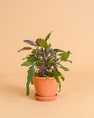 Salvia officinalis 'Purpurea'