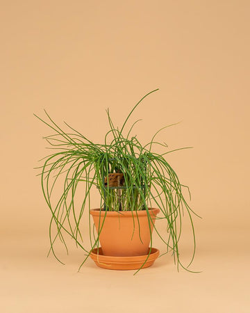 Cebolinho (Allium schoenoprasum)