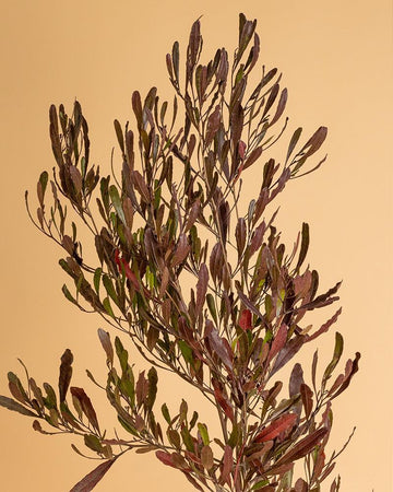 Dodonea viscosa 'Purpurea'