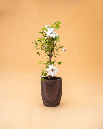 Clematis