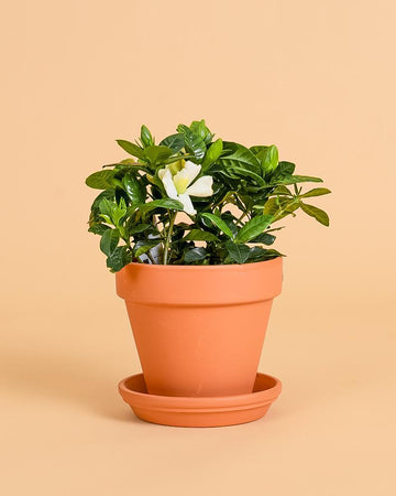 Gardenia jasminoides