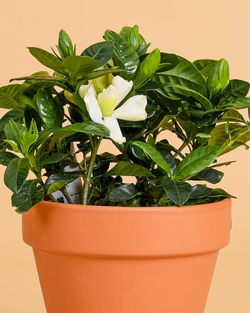 Gardenia jasminoides