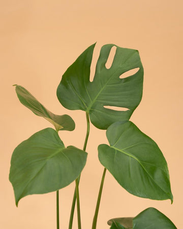 Monstera deliciosa