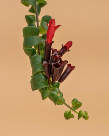 Aeschynanthus 'Rasta'