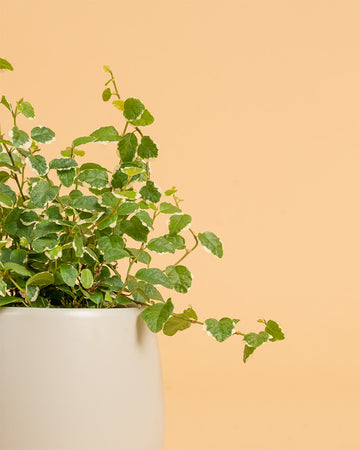 Ficus pumila 'White Sunny'