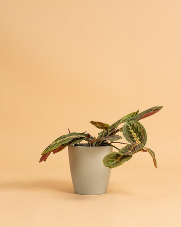 Maranta leucaneura 'Fascinator'