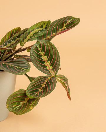 Maranta leucaneura 'Fascinator'