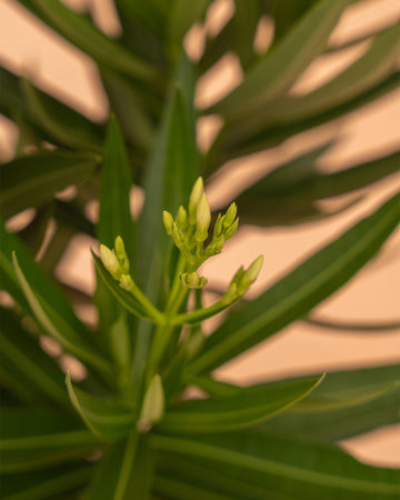 Nerium oleander