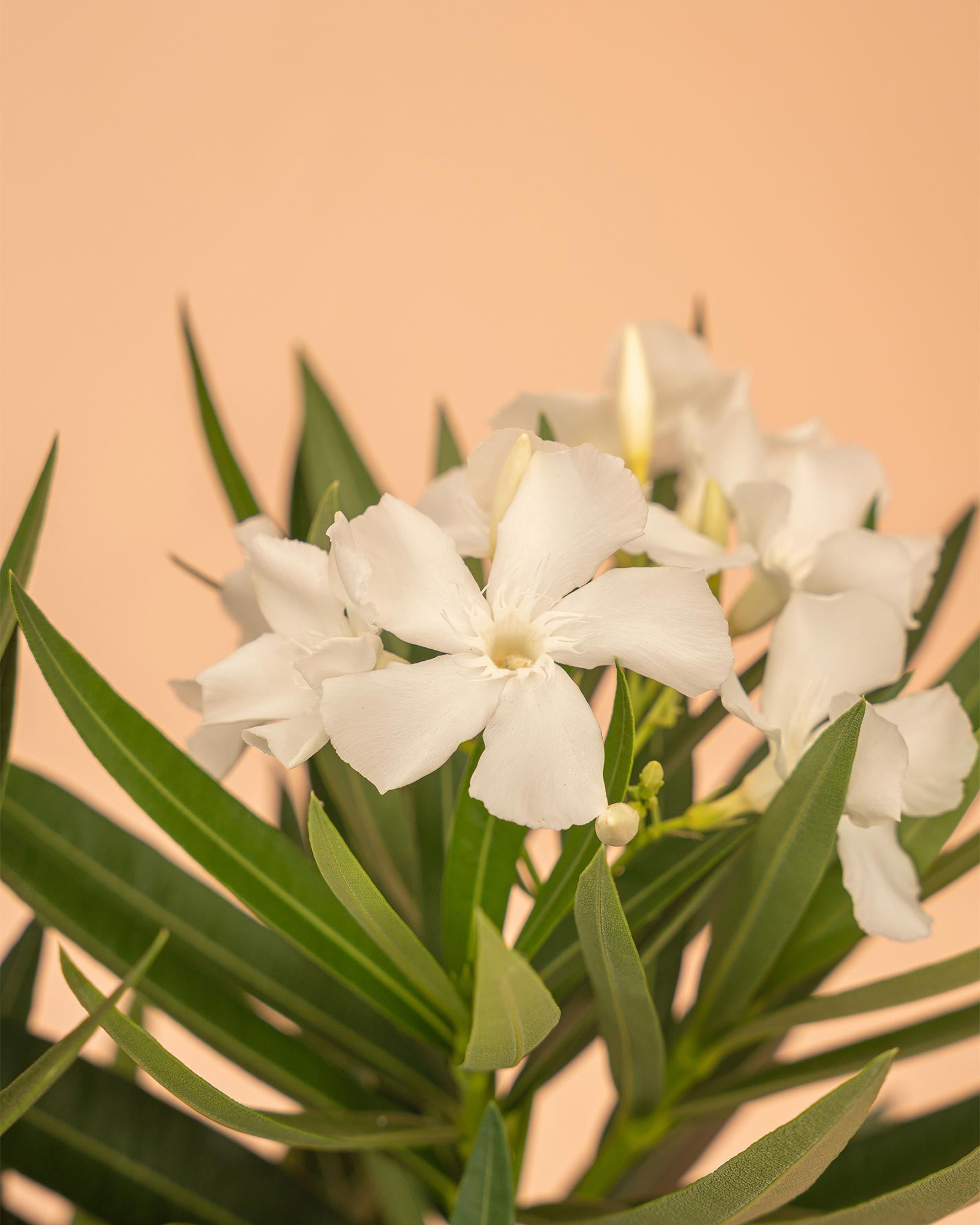 Nerium oleander