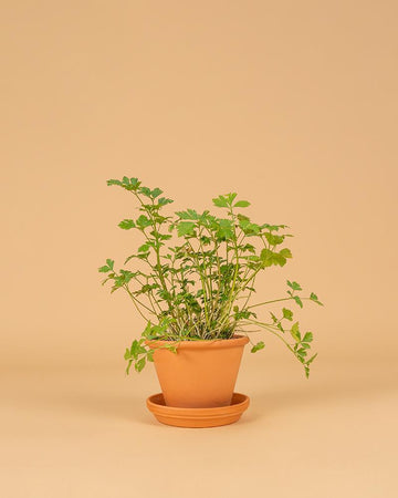 Salsa comum (Petroselinum crispum)