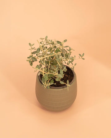 Teucrium fruticans