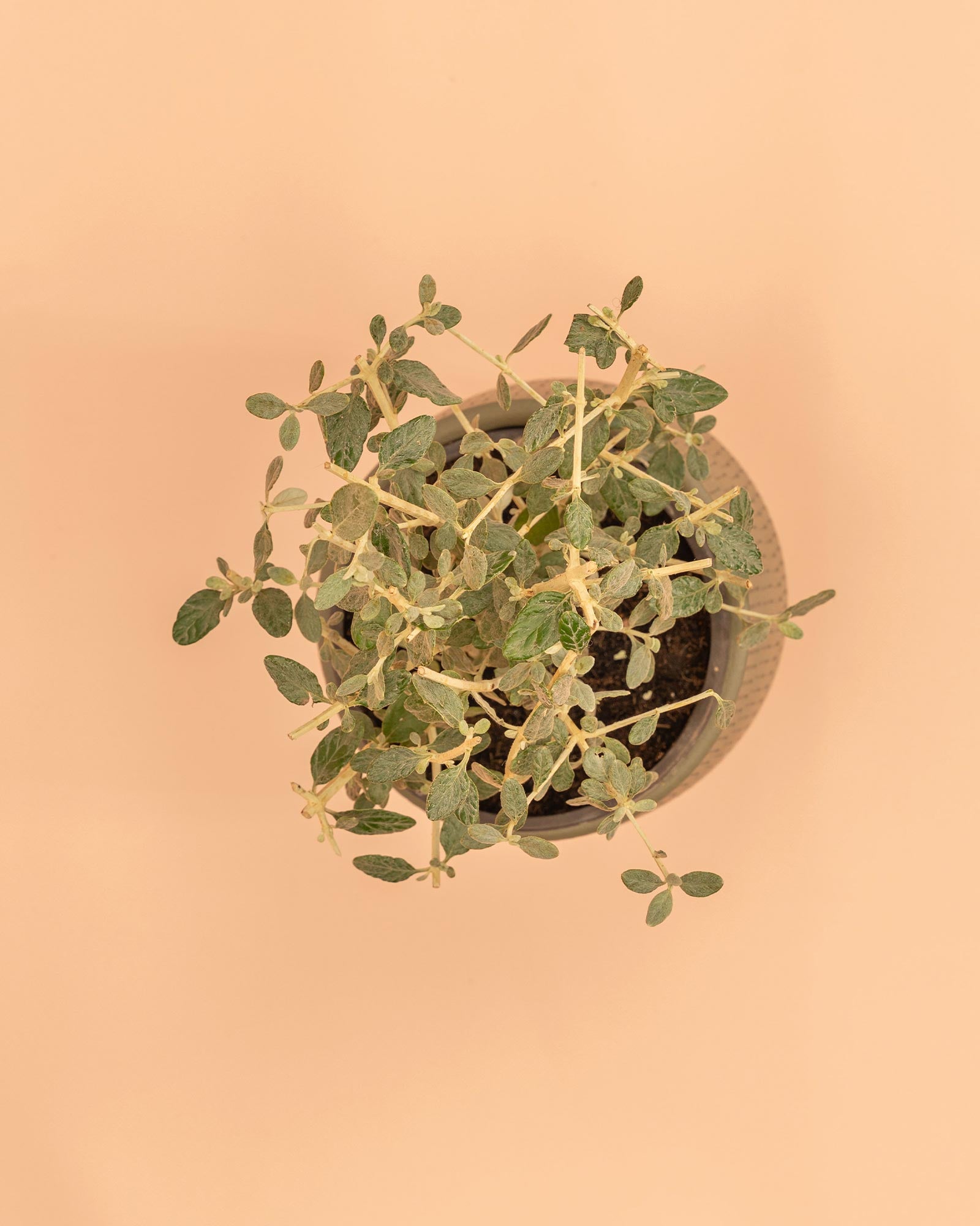 Teucrium fruticans