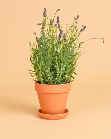 Lavandula angustifolia | 20 - 25cm