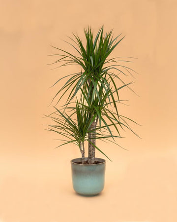 Dracaena marginata