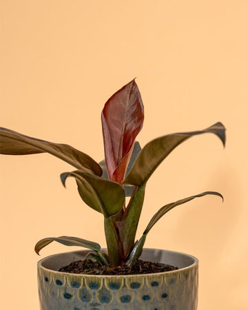 Philodendron 'Imperial Red' | 10-20cm