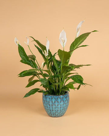 Spathiphyllum