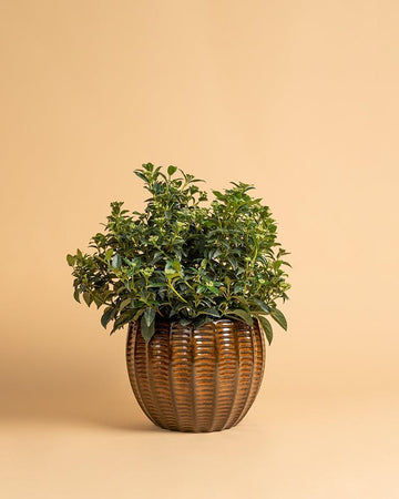 Viburnum tinus