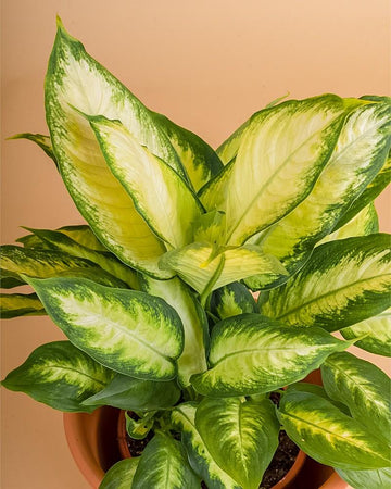 Dieffenbachia  Camila