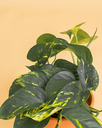 Epipremnum aureum