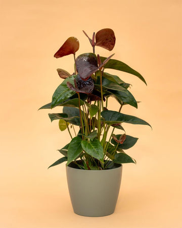 Anthurium Negro