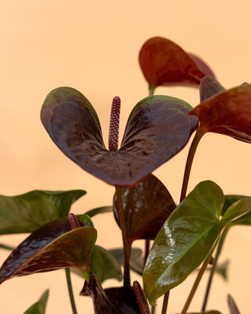 Anthurium Negro