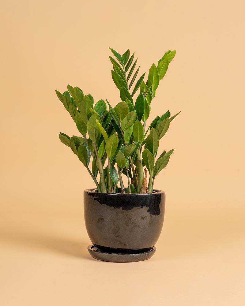 Zamioculca zamiifolia | 75-85cm