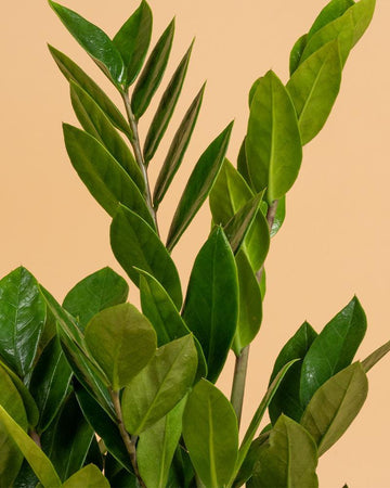 Zamioculca zamiifolia | 75-85cm