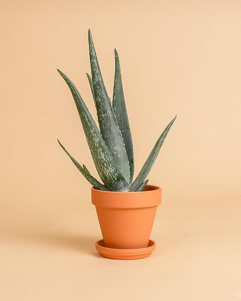 Aloe vera