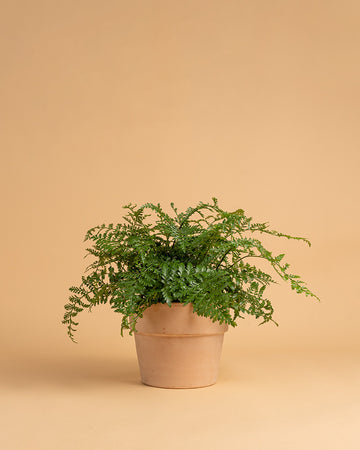 Asplenium 'Parvati'