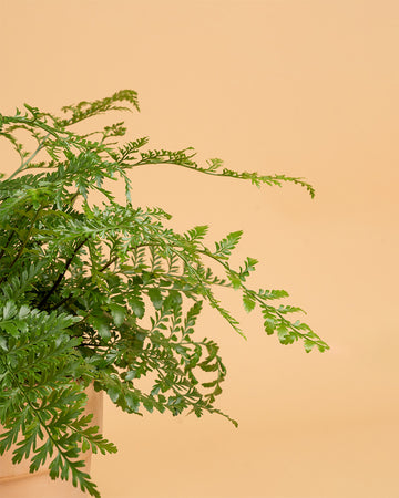 Asplenium 'Parvati'