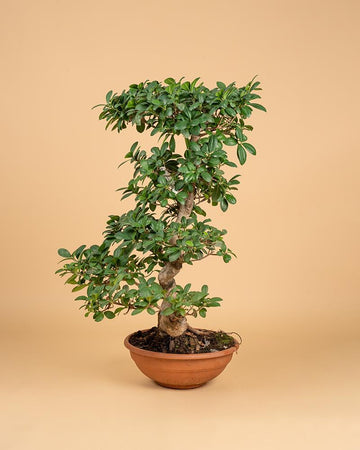 Bonsai Ficus microcarpa