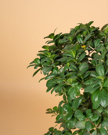 Bonsai Ficus microcarpa