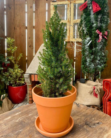 Picea glauca 'Conica'