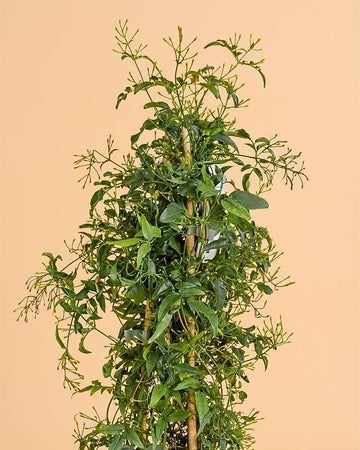 Jasminum polyanthum | 80-90cm