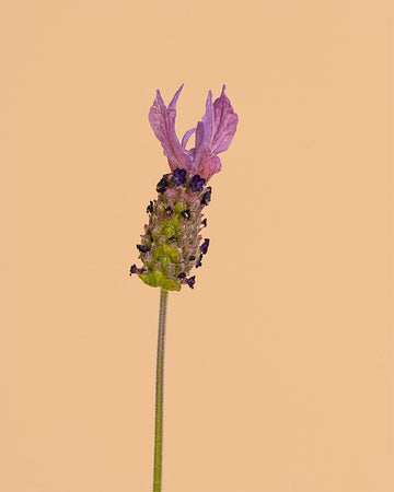 Lavandula Stoechas