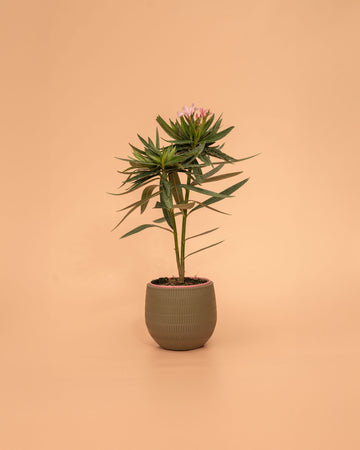 Nerium oleander