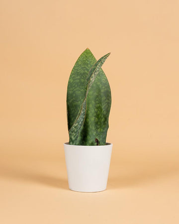 Sansevieria trifasciata ‘Victoria’