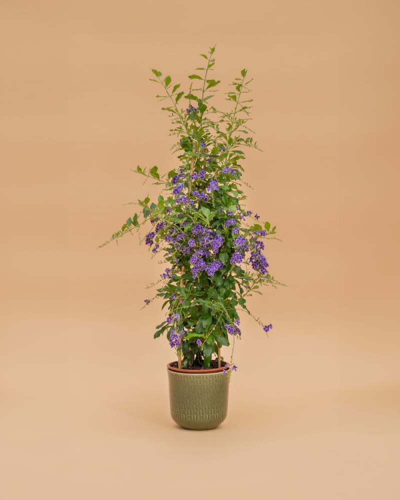 Duranta repens