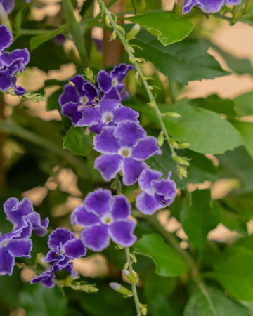 Duranta repens