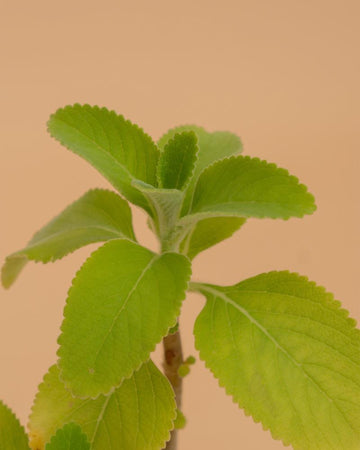 BOLDO (CHÁ - plectranthus)