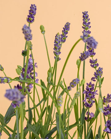 Lavandula angustifolia