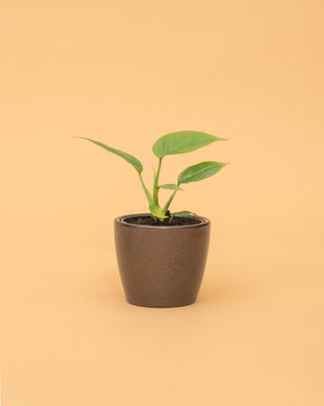 Philodendron minima | 10-20cm