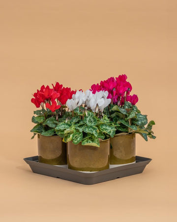 Conjunto 3 Cyclamen Mix