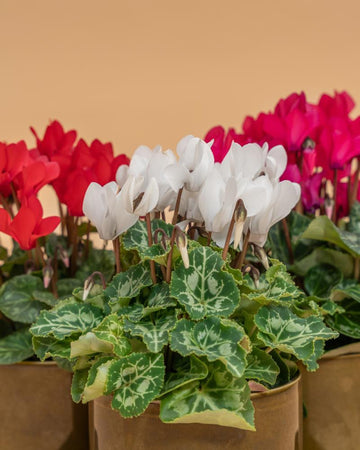 Conjunto 3 Cyclamen Mix