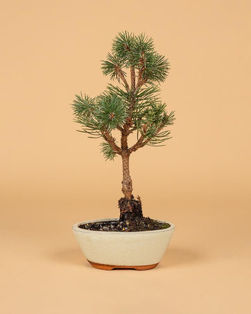 Bonsai Pinus